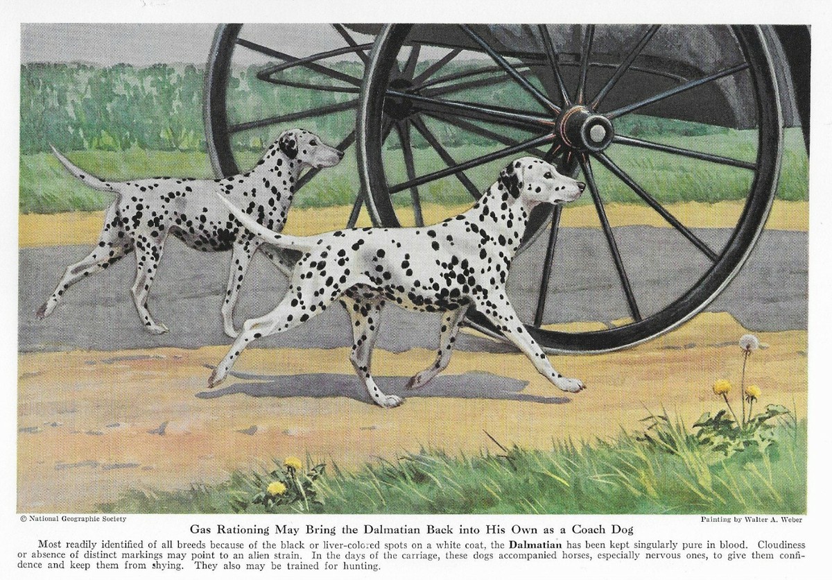 Dalmatian CUSTOM MATTED 1943 Vintage Color Dog Art Print