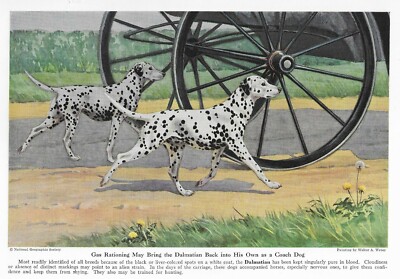 Dalmatian - CUSTOM MATTED - 1943 Vintage Color Dog Art Print