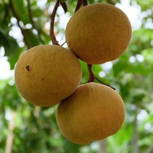 Santol Sandoricum Koetjape Planta Árbol Frutal Tropical Alto 20 pulgadas - Imagen 5 de 12