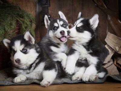 Siberian Breed Miniature Husky Puppies For Sale Near Me CUTE
