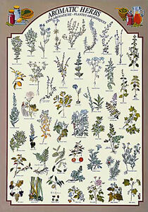 Herbs Chart Pictures