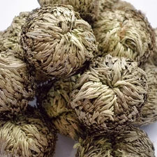18 Pack Bulk Rose of Jericho Resurrection Plant - Rosa de Jerico Dried Plants...