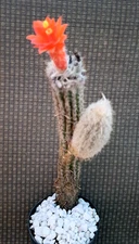 Morawetzia Sericata Wooly Columnar Cactus Plant 11H