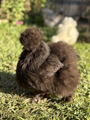 6+ Premium Bearded Silkie Hatching Eggs, Blue, Black, Splash