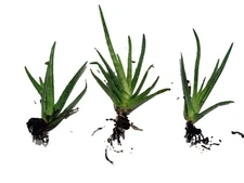 3 Medium Size Aloe Vera Plant Bare Root Healthy Live Ready To Plant SHIPS FREE!