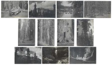 (1910s) RPPC Lot of 11 - Sequoia Camping, California, Hercules, Campfire, Tule