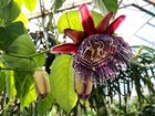 2 Passiflora qudrangularis Giant Granadilla| 2 LIVE STARTER PLANTS $22.95