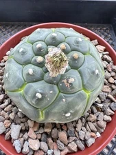 Very Large Astrophytum Asterias Kikko!! Hard To Find This Size
