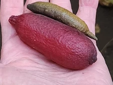 1 Australian Finger Lime FAT SCION WOOD CUTTING BUDING4 GRAFTING  REAL RUBY RED