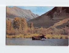 Postcard A Bull Moose In The Canadian Rockies