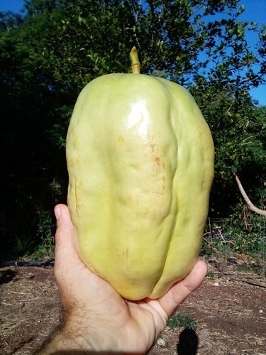 10 GIANT GRANADILLA SEEDS Passiflora quadrangularis Passionfruit Flower Plant - Picture 5 of 17