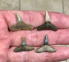 XL BEAUTIFUL & GRAND - S.W. FLORIDA LAND FIND - LEMON SHARK TOOTH FOSSILS