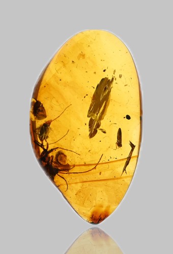 Haidomyrmex (Hell Ant) - Fossil Insect Inclusion in Burmese Amber - 第 2/6 張圖片