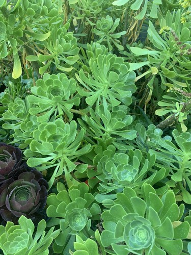 FRESH Cuttings from Tree Green Aeonium Succulent Indoor Outdoor Plant CUT DAILY