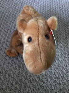 ty humphrey the camel