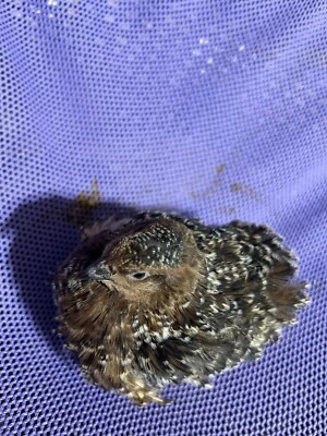 BUDDY’S HATCHERY German Chocolate Pansy 10+ Hatching Eggs