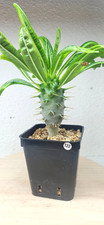 Pachypodium ambongense n°122➡️--LEBENDE PFLANZE--EU angebaut--EXAKTER...