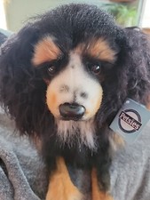 PETSIES FOREVERS Custom Realistic Dog ROYAL Ridge Poodle Longhair Black Brown