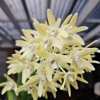Dendrobium Orchid Potted Flowering Plant Pale Yellow Flowers