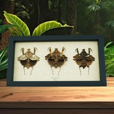 Deroplatys lobata Collection Praying Mantis Insect Framed Taxidermy Display