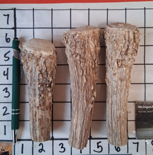 3 Elk Antlers Walking Stick Toppers / Sockets / Rustic Antler Craft