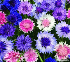 6 x Cornflower 'Frosty Mix' (Centaurea cyanus) Plug Plants