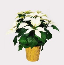 365 Blooming Decor 15" Potted Artificial White Poinsettia Flower in Golden Fo...