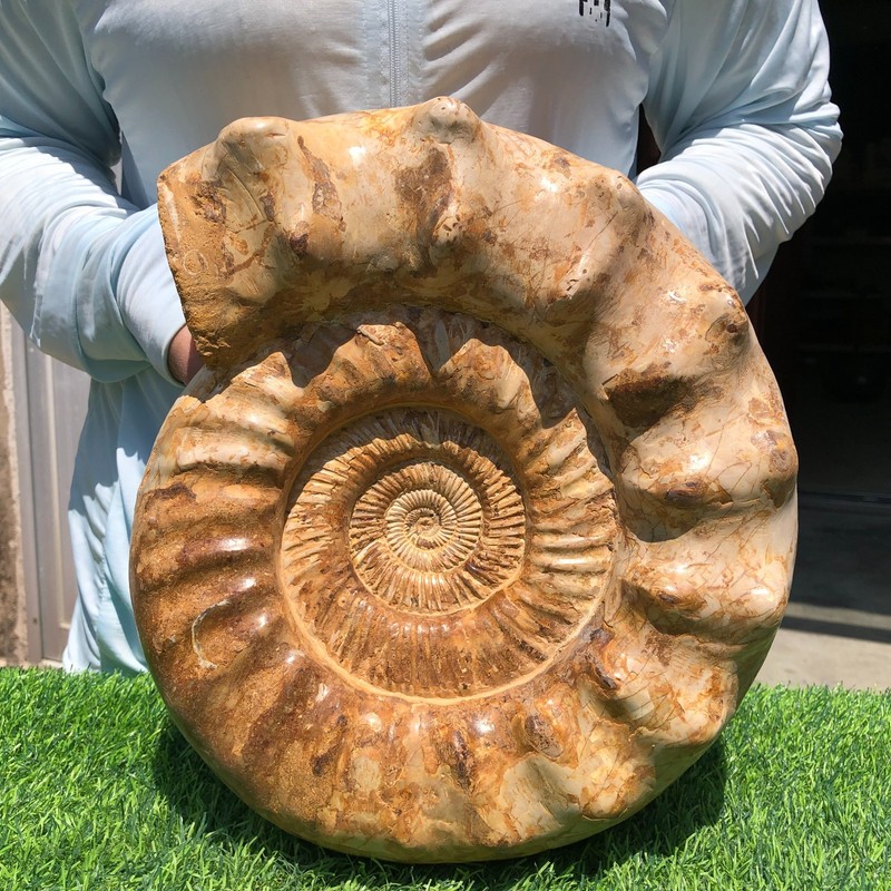 20.9LB Whole natural ammonite fossil conch crystal specimen healing
