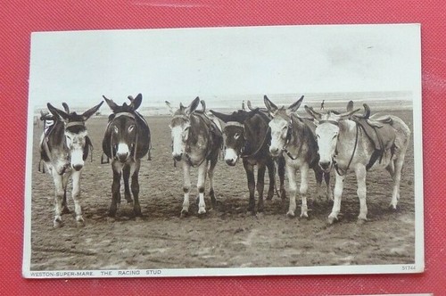 Postcard Donkeys Weston Super Mare The Racing Stud 1930