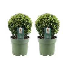 Echte Stechpalme Kugel | 2x Ilex crenata 'Jenny' kugel | set von 2 Stück | 20 cm