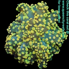 WYSIWYG - Indo Golden Suncoin Branching Octospawn Coral Frag - LPS - Live Coral