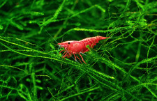 Fire Red Cherry Neocaridina Shrimp 24 Freshwater FREE SHIPPING