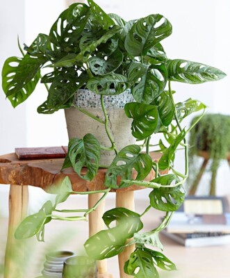 Monstera Monkey Mask (Monstera obliqua) Large Pot Plant Delivered to your  door | eBay UK