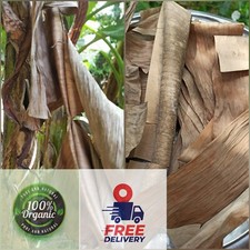 Dried banana leaves pet supplies Fish Aquarium Shrimp Cleaning 100 Organic