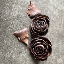 Seeds Of The Deodar Cedar Tree Art Project Or Planting