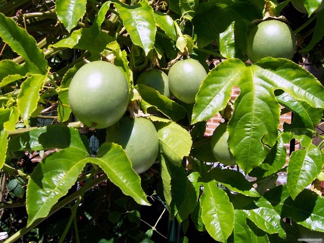 passiflora edulis plants for sale