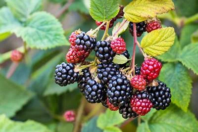 SEEDVILLE USA 100 BLACKBERRY Fruit Bush Rubus Allegheniensis Seeds