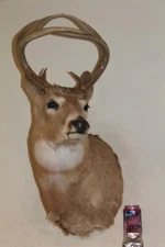 Whitetail Deer Head Shoulder Mount Taxidermy Cape Shed Antler Mule
