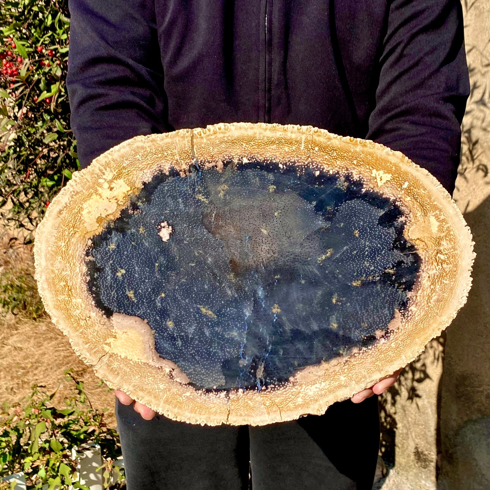 6.94LB Large Natural Petrified Wood Crystal Fossil Slice Shape Healing Specimen