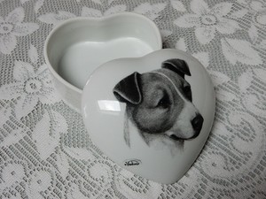 beautiful jack russell