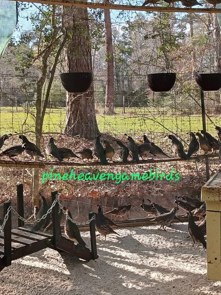 25 Gambel Quail hatching eggs eBay