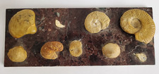 Alte Sammlung von Fossilien, Muschel, Kopffüßer, Schnecken, Tierfossilien 