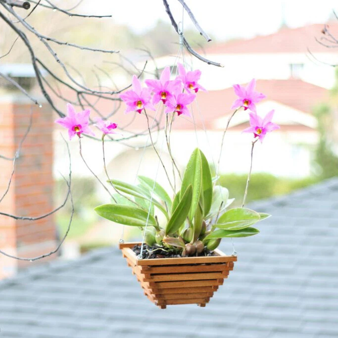 Hanging orchid online planter