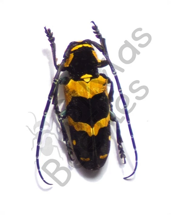 Cerambycidae Beetle for sale | eBay