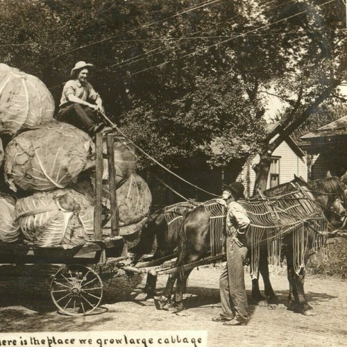 c.1908 Exaggeration Large Cabbage Crop Horse Drawn Cart RPPC WH Martin