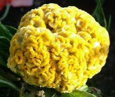 COCKSCOMB YELLOW DWARF Celosia Cristata Nana Jessica - 120 Bulk Seeds