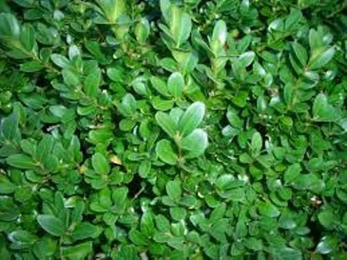 50 x Common Box seeds (buxus sempervirens) tree seeds. - Image 2 of 2