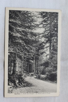 Quillan, forest of Fanges, the road in the forest, Aude 11