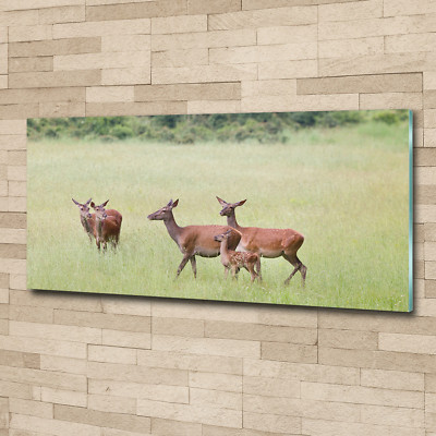 Glas-Bild Wandbilder Druck auf Glas 125x50 Deko Tiere Reh Kitz
