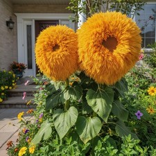 100 Giant Teddy Bear Sunflower Seeds Huge Fluffy Golden Blooms